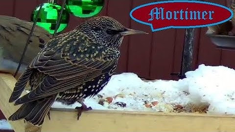 Why Are There So Many European Starlings in North America?
