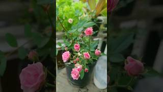 Merawat Mawar Baby Rose Ternyata Mudah A Pakai Pupuk Organik Cair Aja