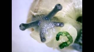A scared Baby Snail under Microscope.