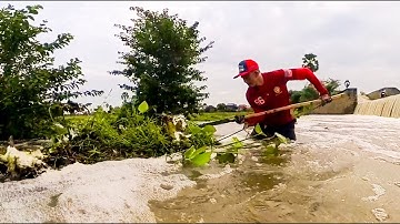 Activity After Heavy Rain Have  Clog Dam Water Removal Floating Plants Clogged On Dam Drain Water