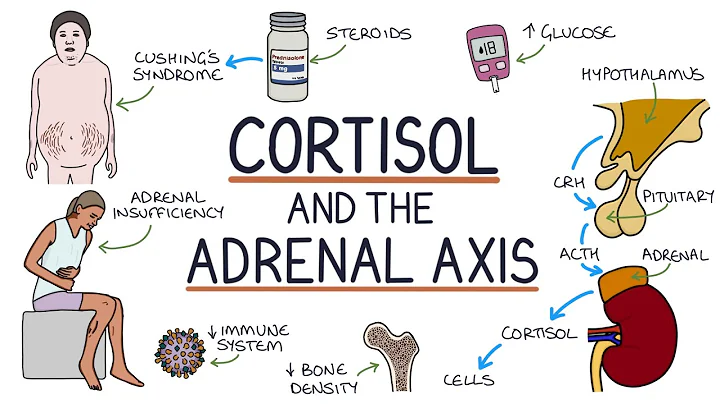 Understanding Cortisol and the Adrenal Axis