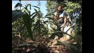 Bukidnon villages hit by dry spell