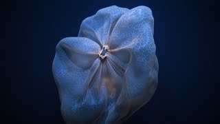 Shapeshifting Deepstaria Jelly | Nautilus Live