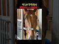 【競馬】水泳で鍛えた筋肉!期待のレース結果は!?