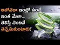 Watch Video: Benefits of Aloe Vera