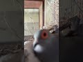Doves on nest 🪹 #viral #birds #adorablechicks #pigeon #trending #ytshorts #shorts