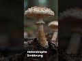 Pilze sind näher an TIEREN als an Pflanzen.  #unterhaltung #youtubeshorts #wissen #spannend #Natur