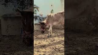 Village life #viral #trending #villagelife #culture #food #milking #video #viralvideo #shorts