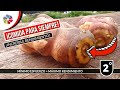 🥔 ¡COMIDA para SIEMPRE! ¡77 Kilos por M2! 😲 - Este CULTIVO rompe con todos los moldes. VIDEO EXTRA.