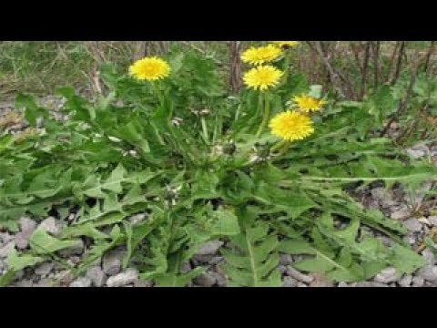 فيديو: أنواع مختلفة من الهندباء - زهور الهندباء المختلفة في الحديقة