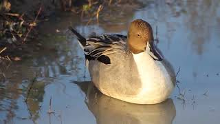 Northern Pintail