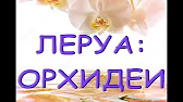 Орхидеи,узамба́рские фиалки,Самара🌺