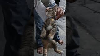 Download Lagu ya Allooh..kasihan kucing bunda makan atau minum apa ya ..mulutnya berbusa 🥺🥺🥺 MP3