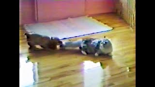 Cat tolerates dogs antics (2005)