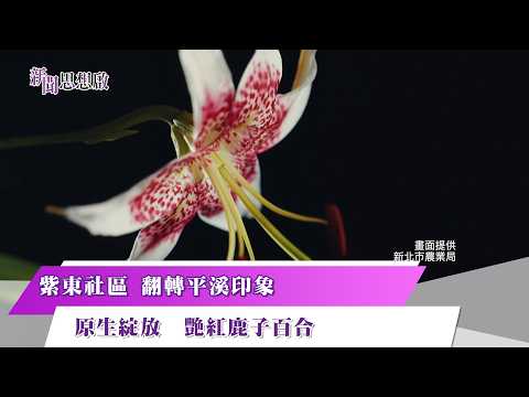 《新聞思想啟》 第218集 Part2 紫東社區 翻轉平溪印象 原生綻放 艷紅鹿子百合