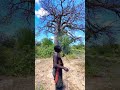 Traditional Hunter Under the Baobab Tree 🌳🏹#short #hadzabetribe