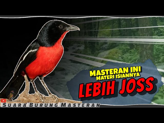 LEBIH JOSS! MASTERAN BURUNG FULL TEMBAKAN RAPAT || BURUNG TERBAIK UNTUK ISIAN class=