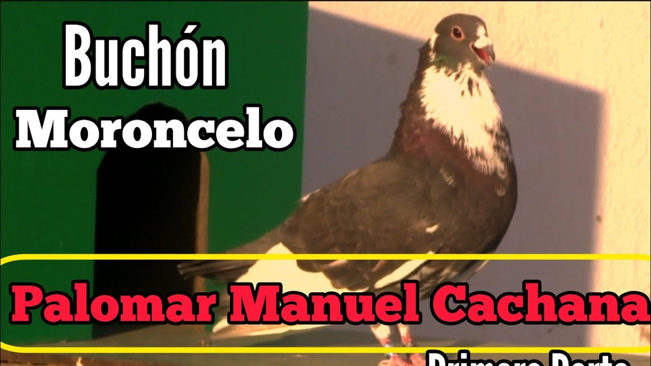 EL PALOMO BUCHÓN MORONCELO: Raza de Vuelo y Belleza