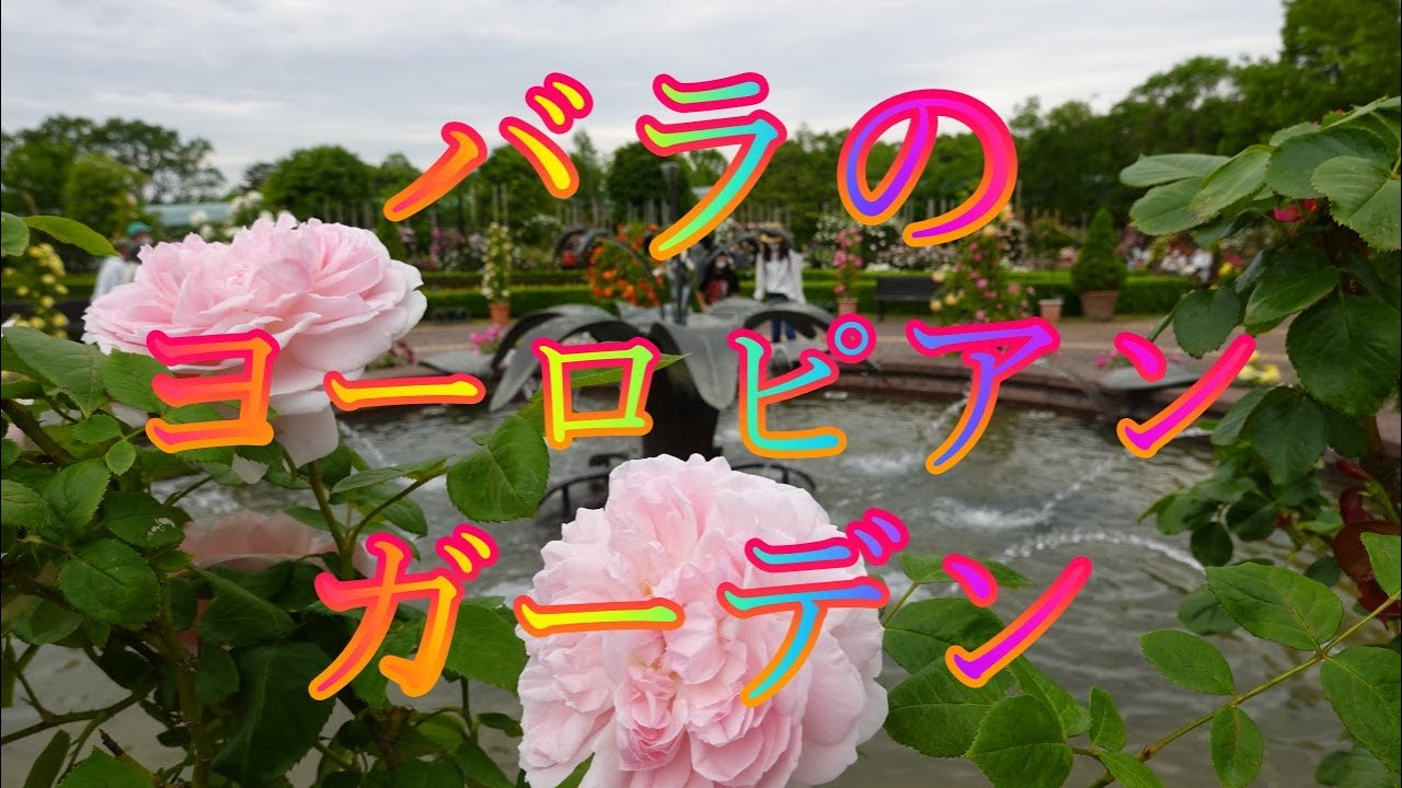 若葉の5月 土曜 曇り 鳥取県西伯郡南部町鶴田のとっとり花回廊 感動のバラ祭り バラのヨーロピアンガーデン Youtube