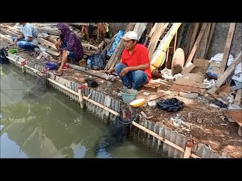 mancing-ikan-mujaer-gunakan-umpan-lumut