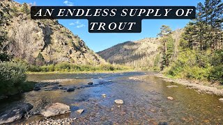 One of the most productive streams I have ever fly fished  An endless supply of trout!