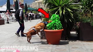 ANGRY DOGS VS BUSHMAN | BUSHMAN PRANK ALMOST GONE WRONG