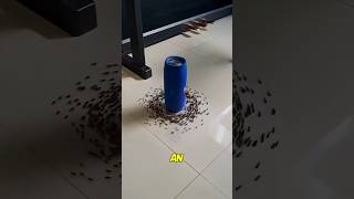 Circle of Death: Ants’ Final Trap