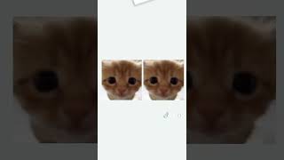 Mangap Reploud Crtiktok