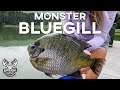 Monster 2 lb bluegill caught in alabama