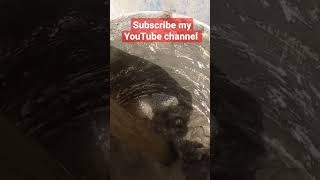 roff adhesive mixing #shorts #roff #tiles #contractor