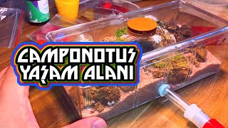 Camponotusların Yeni Yaşam Alanı Çekilişe Katılmayı Unutmayın