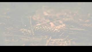 Download Lagu Molo Hu Ingot - Lirik dan Arti MP3