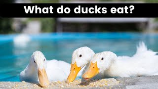 What do ducks eat || what do ducks eat in the wild || what do ducks eat and drink