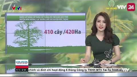 Tinh dầu thông đỏ - thời sự vtv1 sự khan hiếm