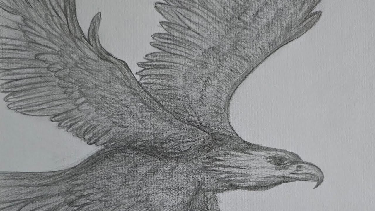 Drawing an Eagle 