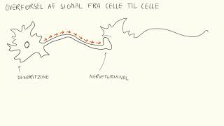 Neurologi - Synapser Biotech Academy