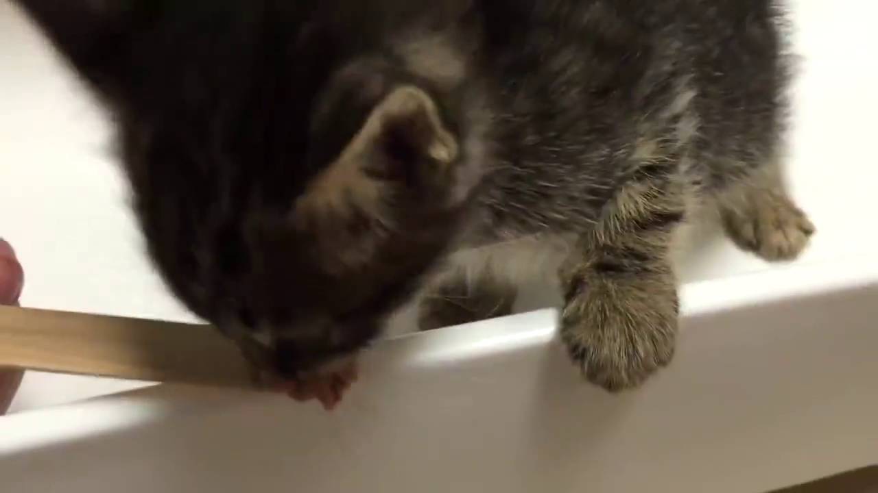 Kitten Trapped in Storm Drain Rescued after 33 Hours! YouTube