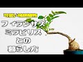 【塊根植物】とっても可愛いコーデックス！フィランサス・ミラビリスとの暮らし方。【灌木_多肉_アガベ_CODEX_ストックガーデン】