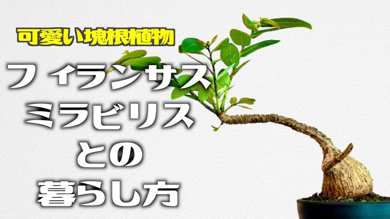 塊根植物】とっても可愛いコーデックス！フィランサス・ミラビリスとの