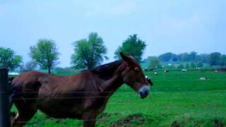 Scenes From a Car | Amish Country | Virtual Art Gallery by Ashley Lucas