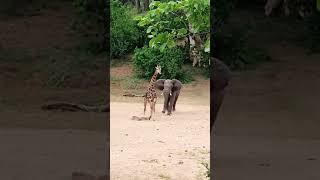 Giraffe Escapes Charging Elephant