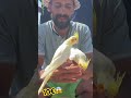 كوكتيل في سوق طنجة للطيور بأتمنة جد مناسبة طوب ذريساج 10