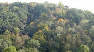 Close to nature forestry | Wikipedia audio article