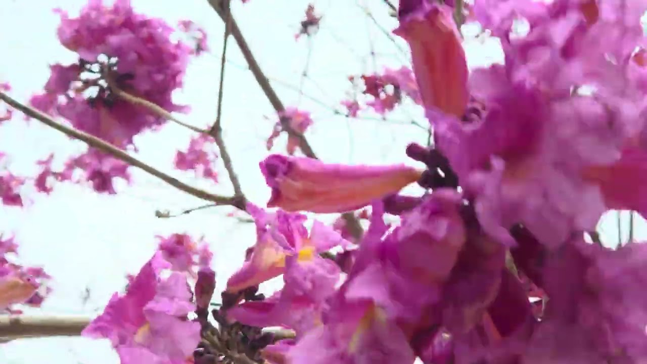 עץ טבבויה אִיפֶּה פורח Handroanthus impetiginosus with flowers