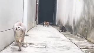 Impresionante Escape De Gato