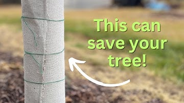 How to Wrap a Fig Tree for Winter:  Easy 3 Layer System to Protect Trees from Frost