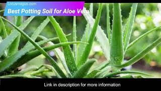 Best Potting Soil for Aloe Vera ( TOP BEST SELECTED)