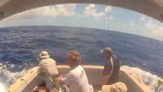 iona gamefishing giant black marlin
