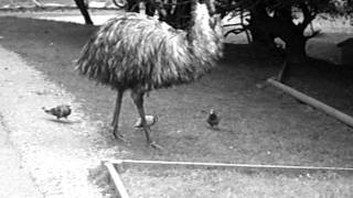 Attack of the killer Emu