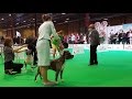 American Staffordshire Terrier. Part 3 of 3. ZooExpo 2016 FCI CACIB Dog Show